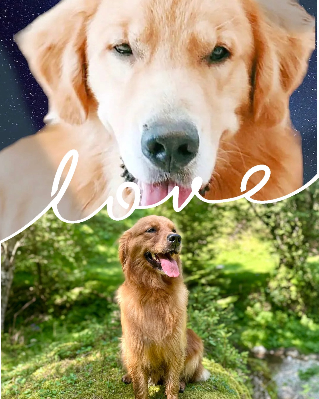 Portée Coco Mademoiselle/JJ Himmelstein