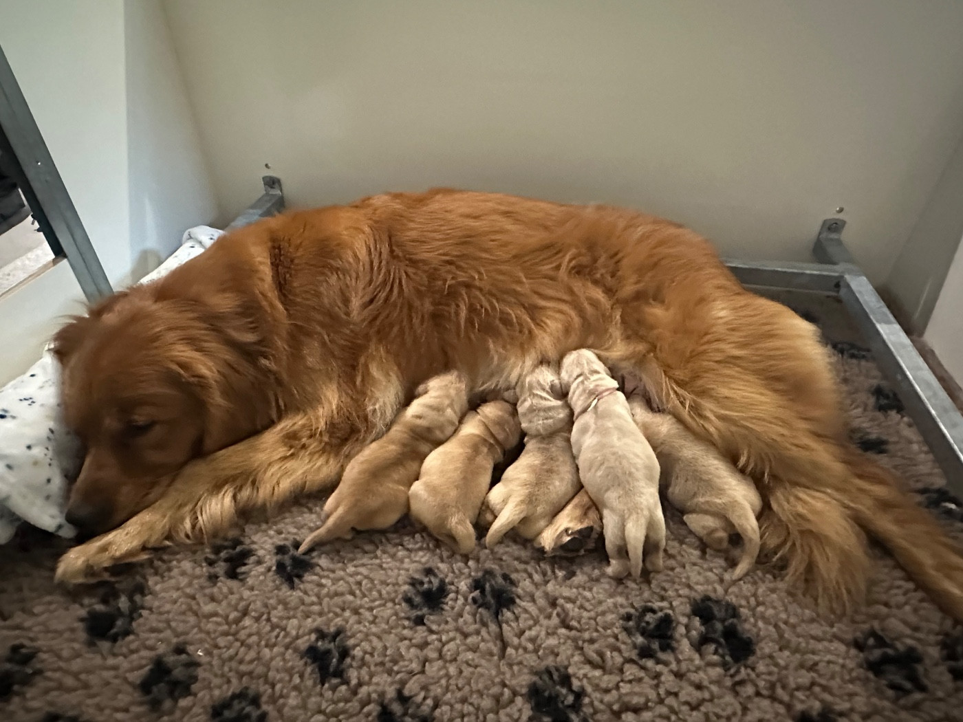 Des Terres De La Commanderie - Golden Retriever - Portée née le 02/02/2026